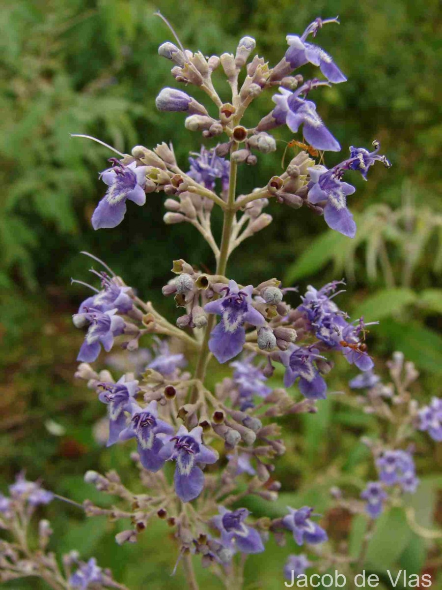 Vitex negundo L.